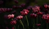 Дрозденко поделился фото цветущих растений в Ленобласти