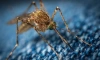 Ученые разработали одежду, которая защищает от укусов комаров 