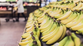 Die Welt: бананы могут оказаться под угрозой исчезновения