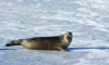 В Петербурге все чаще находят мертвых тюленей