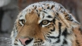Тигрица Виола из Ленинградского зоопарка готовится ...