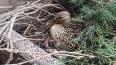 Кряква свила гнездо в клумбе около петербургской станции...