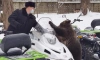 Медвежонок Потап из зоопарка Ленобласти проверил на прочность снегоходы