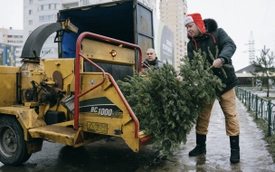 Петербуржцы смогут сдать новогодние деревья на переработку в январе