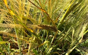 Эксперты назвали причины роста мировых цен на пшеницу