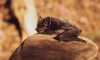 В одной из пещер Лаоса нашли летучих мышей с коронавирусом, похожим на SARS-CoV-2 
