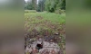 Вандалы вырвали и украли семь бетонных столбов из парка "Зверинец" в Гатчине