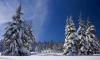 В Ленобласти ночью 20 января температура местами опустится до -25 градусов