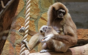 Петербуржцы могут выбрать имя для детеныша гиббонов в Ленинградском зоопарке