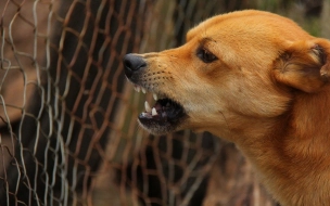 В Забайкальском крае ввели режим повышенной готовности из-за нападений собак на людей