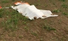 В Путилово во время прыжка разбился парашютист
