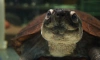 В Ленинградском зоопарке 23 мая отметят Всемирный день черепахи 