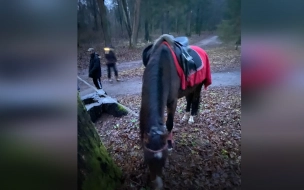 В Шуваловском парке пострадали четыре человека во время драки лошадей