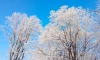 В Ленобласти 16 февраля пройдёт небольшой снег