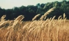 Минсельхоз планирует сократить экспорт зерна: мнение экспертов