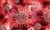 Ученые сообщили о новом способе инфицирования коронавирусом