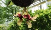 В Ботаническом саду зацвела тигровая орхидея Стангопея