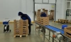 В июле в Белоруссию отправили 31,2 тонны шампиньонов из Ленобласти