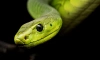 Змеиный яд в будущем может стать лекарством от коронавируса 