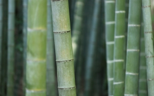 В Дендрарии Сочи вырубают единственную в России плантацию японского бамбука