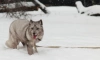В Ленинградском зоопарке горожане  смогут понаблюдать за прогулкой песца Ивана по зверинцу