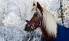 В Шуваловском парке лошадь ударила копытом 5-летнего ребенка по голове