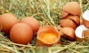 Прокуратура Ленобласти разбирается с сильным подорожанием яиц в регионе
