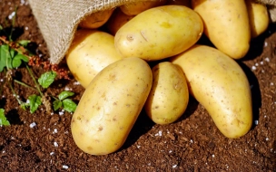 В России существенно выросли оптовые цены картофеля и капусты