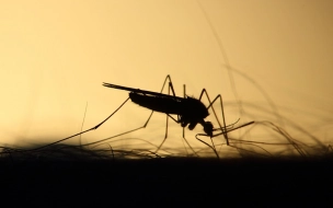 Россиян предупредили о появлении комаров-переносчиков опасной болезни