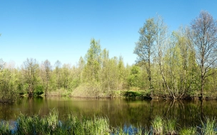 В Петровском пруду утонул петербуржец