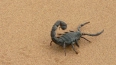 Ученые предложили использовать яд скорпиона в качестве ...