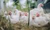 ВОЗ получила данные России о заражении людей новым видом птичьего гриппа