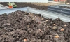 На "Волхонке" в почву из переработанного мусора посадили семена деревьев