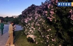 Природная фотозона: внимание петербуржцев привлекла сирень на набережной Карповки