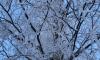 В Петербурге во время февральских морозов 34 человека получили обморожения