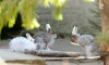 В Ленинградском зоопарке показали, как зайцы меняют цвет шубки