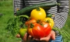 Петербуржцам рассказали, как мыть овощи и фрукты