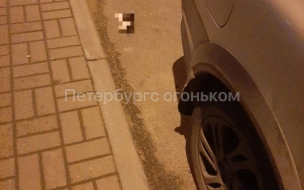 В ЖК "Екатерининский" неизвестный убил котят, выбросив их из окна