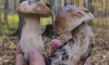 В Удельном парке выросли белье грибы
