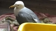 Петербуржцы спасли чайку, которая не могла взлететь
