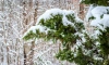 В Ленобласти 18 января пройдёт мокрый снег