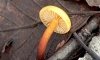 Первые съедобные грибы нашли под Петербургом