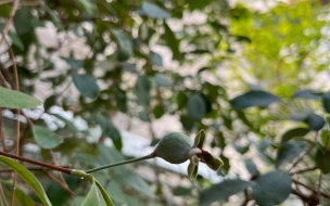 В Ботаническом саду начали созревать плоды инжира и цитрусовых