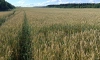 В Ленобласти началась уборка зерновых культур