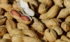 В Петербург привезли 250 тонн арахиса, заражённого вредителями 
