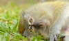 Жившие 54 млн лет назад приматы страдали от кариеса 