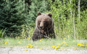 Стало известно, в каких районах Ленобласти высок риск встретиться с медведем