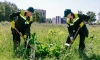 За лето в Петербурге выкопали почти 14 тысяч кустов борщевика
