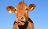 В России ученые модифицировали ДНК клеток клонированной коровы 