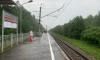Упавшее дерево на Витебской железной дороге задержало в пути электрички